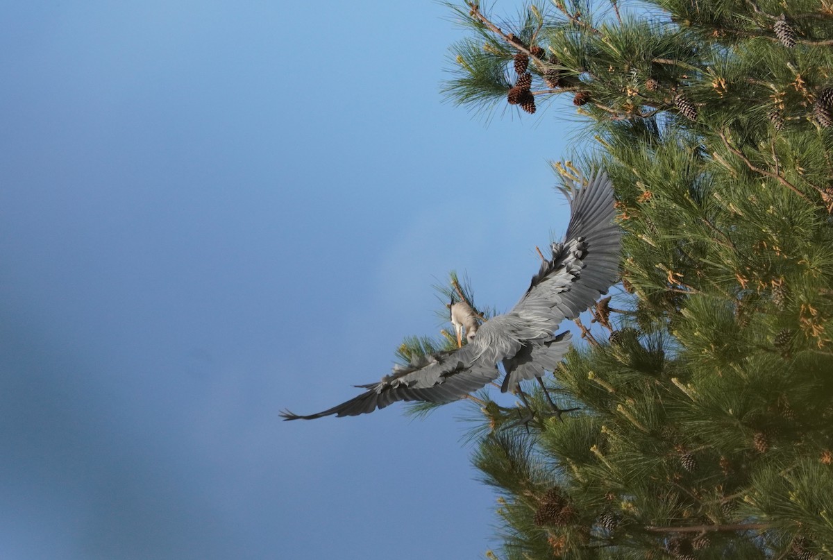 Great Blue Heron - Rachel Burgess