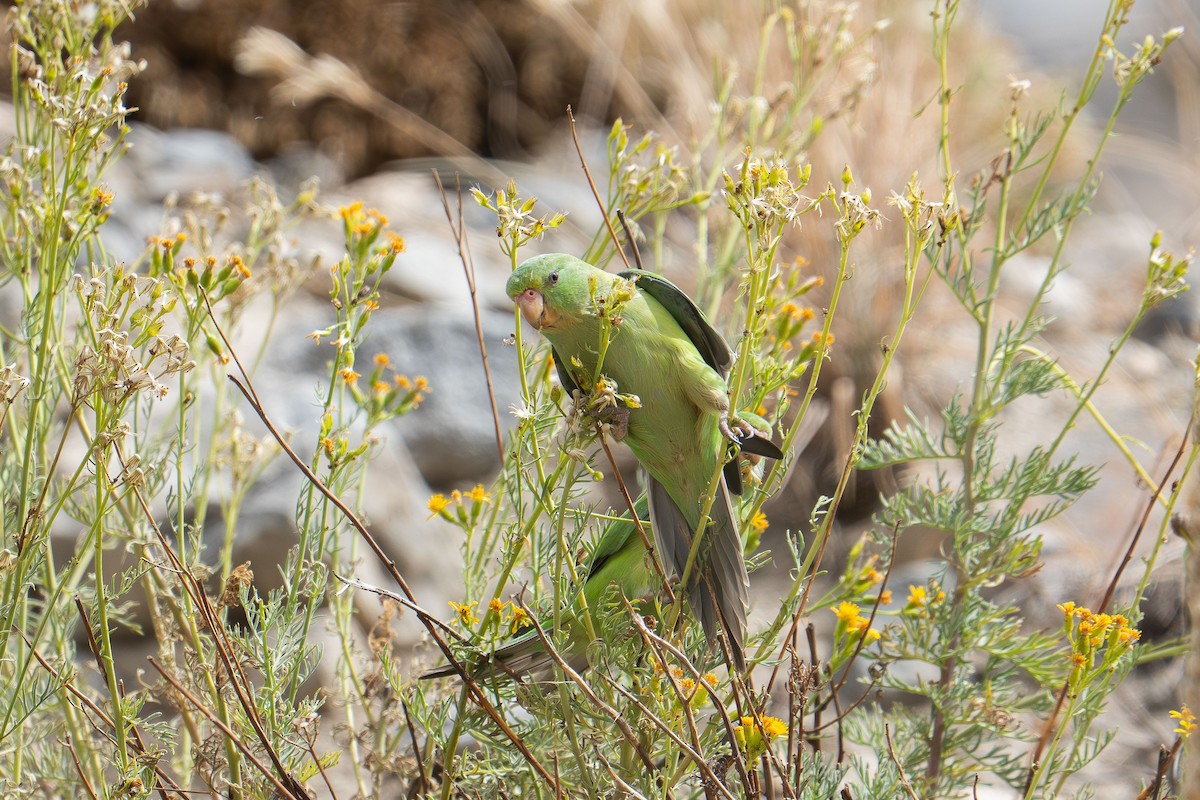 Mountain Parakeet - ML633219188