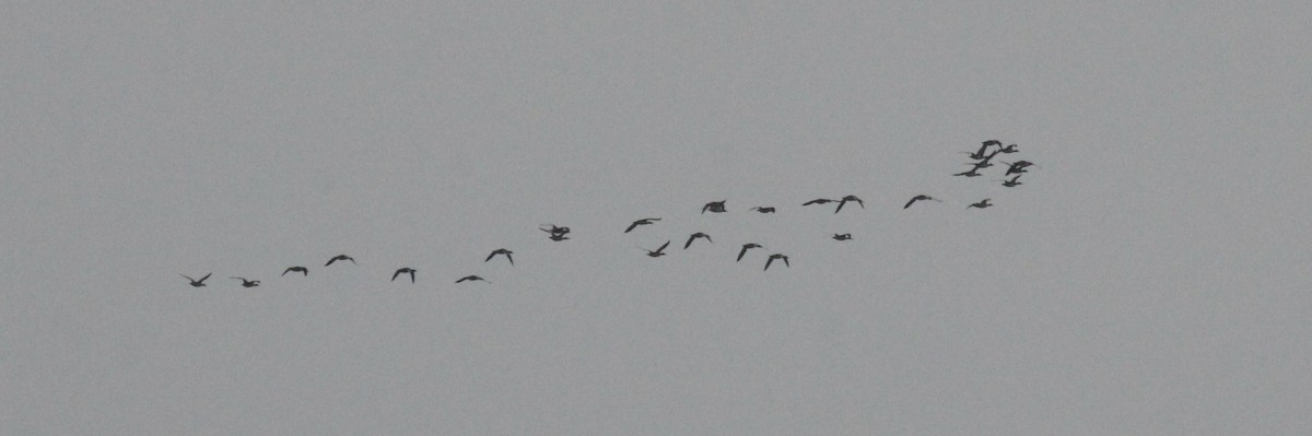 Red-breasted Merganser - ML633219618