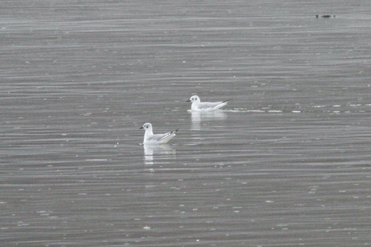 Bonaparte's Gull - ML633219622