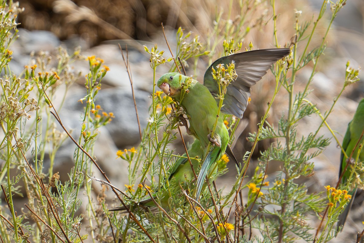 Mountain Parakeet - ML633219630