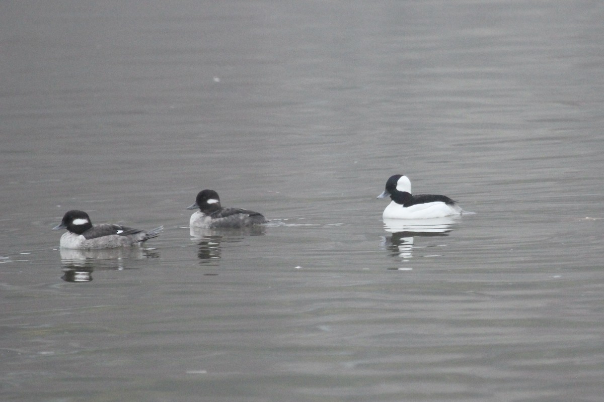 Bufflehead - ML633219636