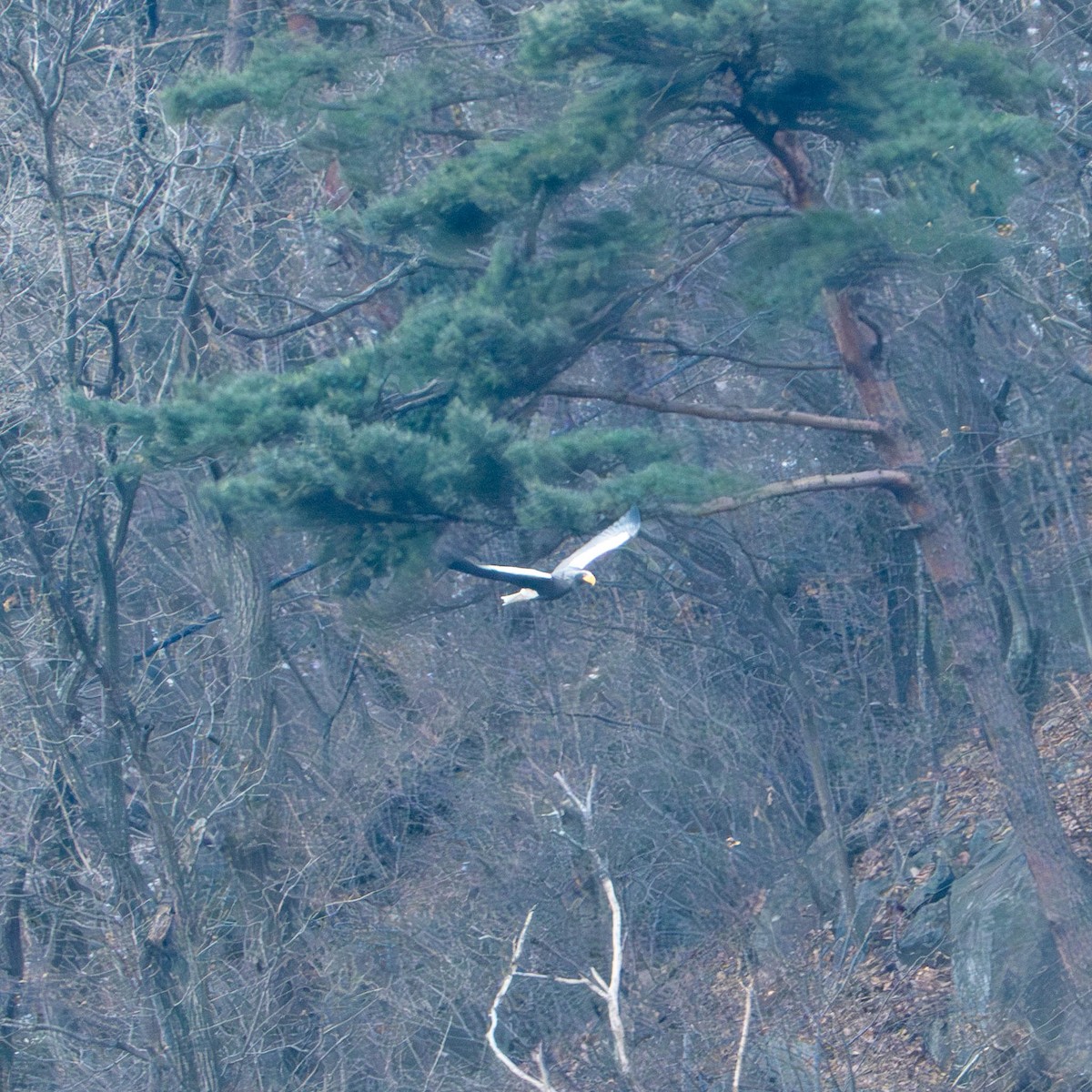 Steller's Sea-Eagle - ML633219648