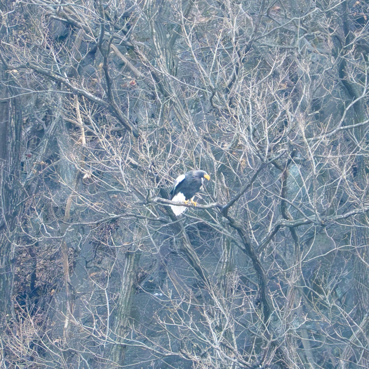 Steller's Sea-Eagle - ML633219649
