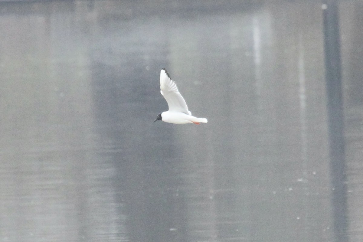 Bonaparte's Gull - ML633219656