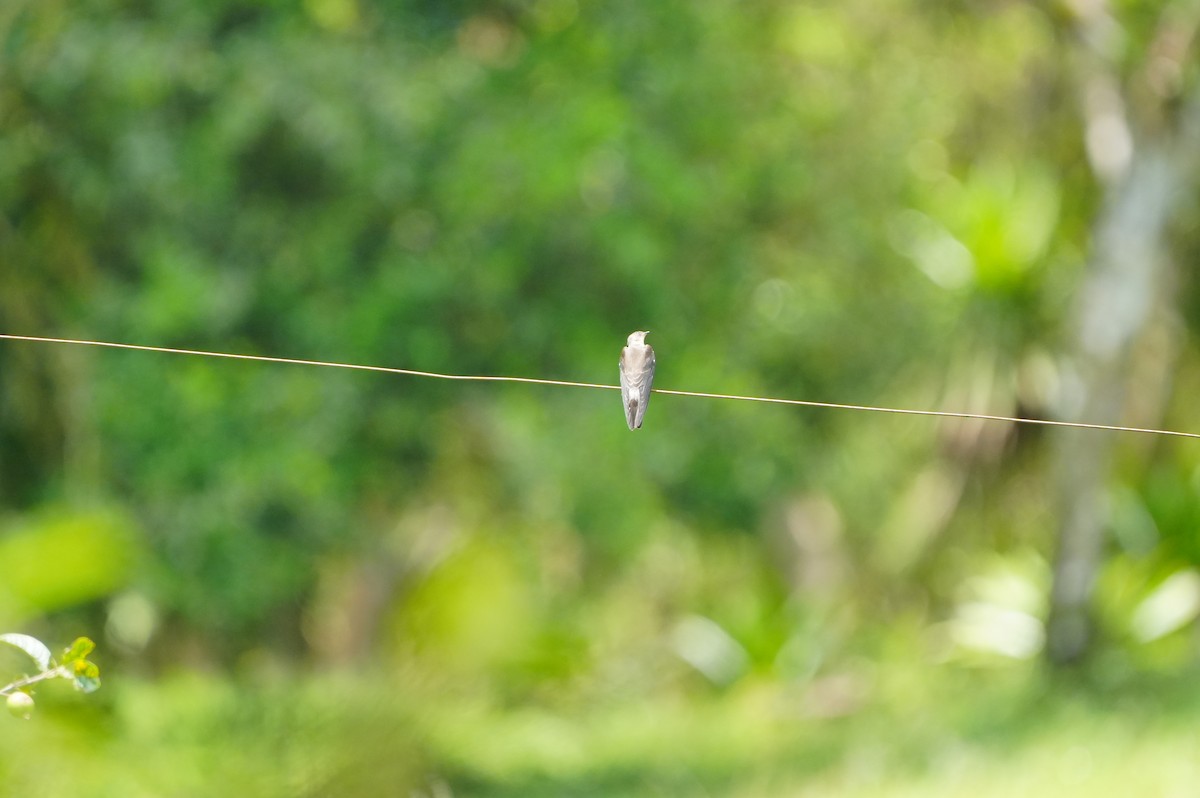 Southern Rough-winged Swallow - ML633219659