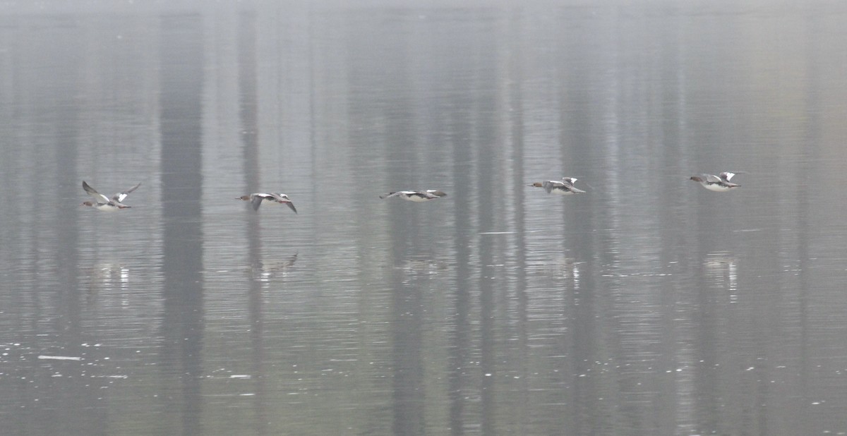 Red-breasted Merganser - ML633219661