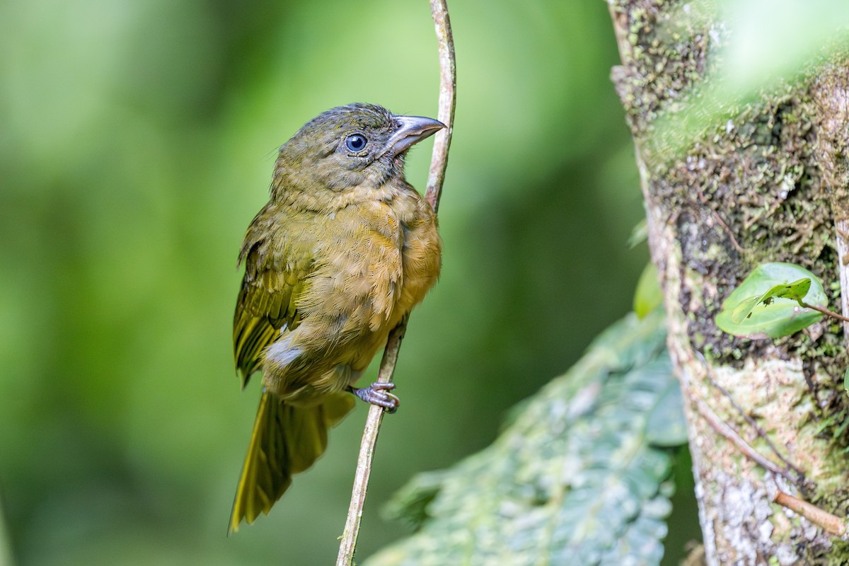 Ochre-breasted Tanager - ML633219801