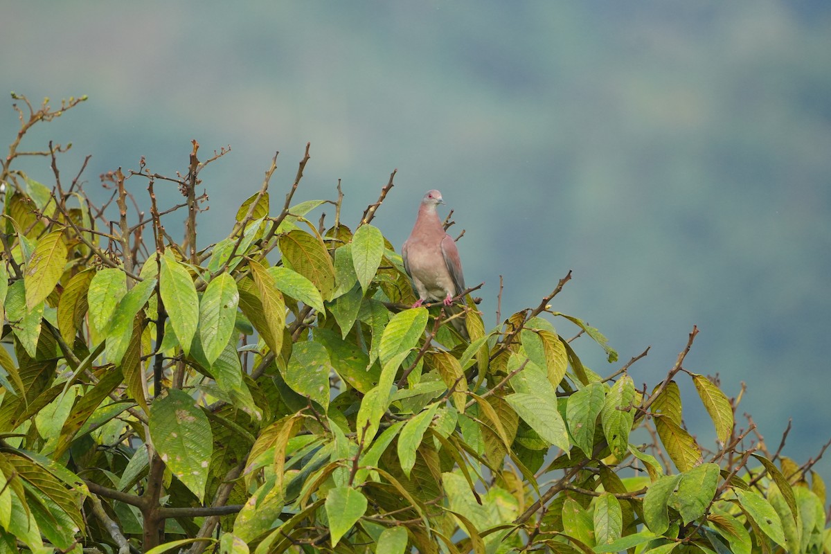 Pale-vented Pigeon - ML633219933