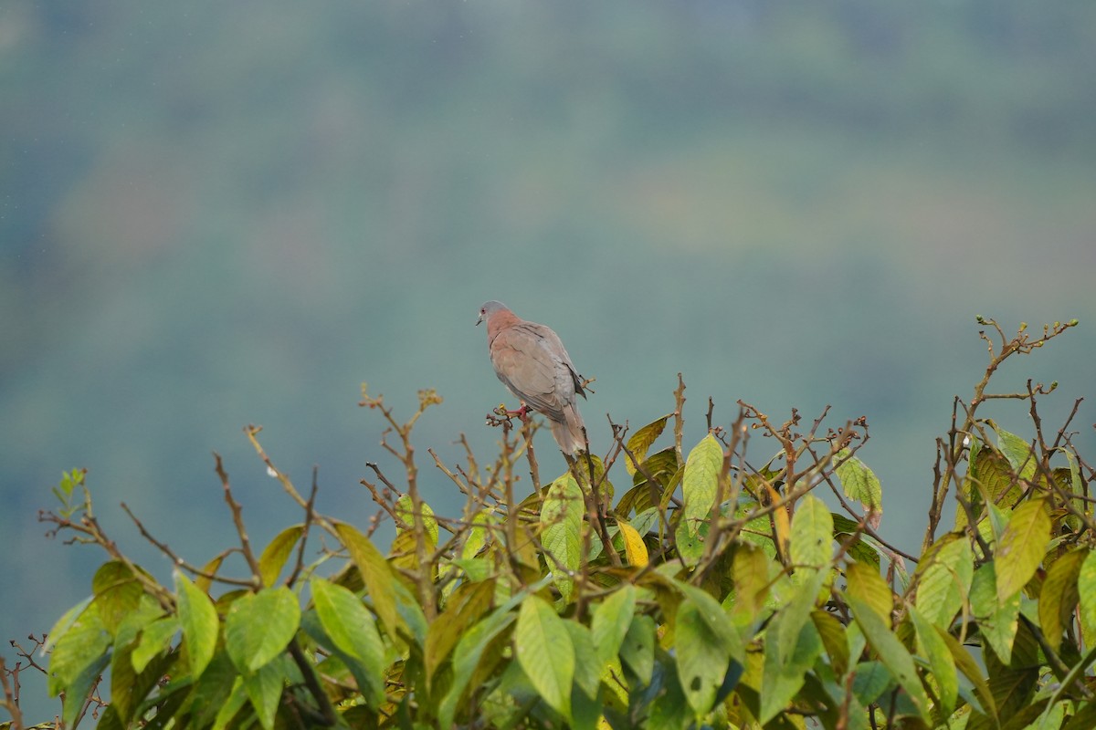Pale-vented Pigeon - ML633219938