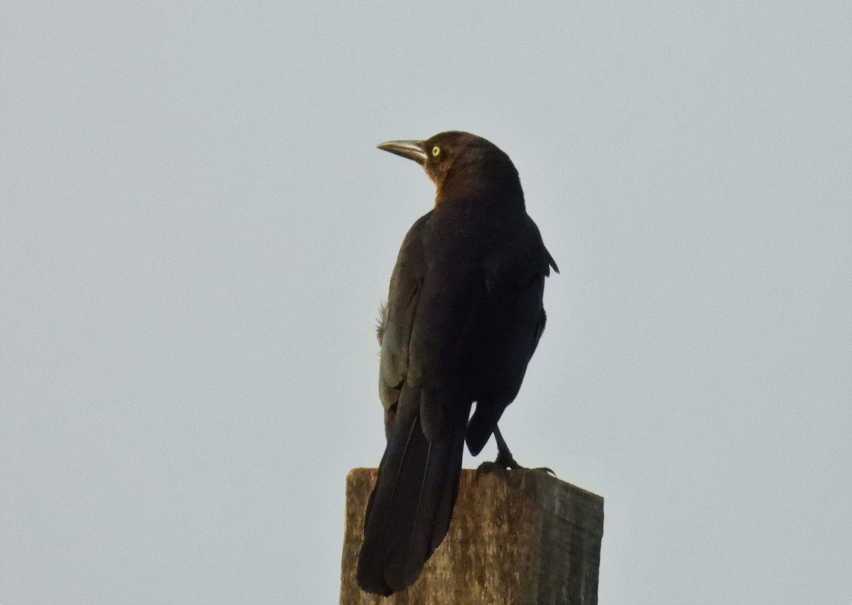 Great-tailed Grackle - ML633220022
