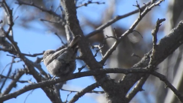Townsend's Solitaire - ML633220319