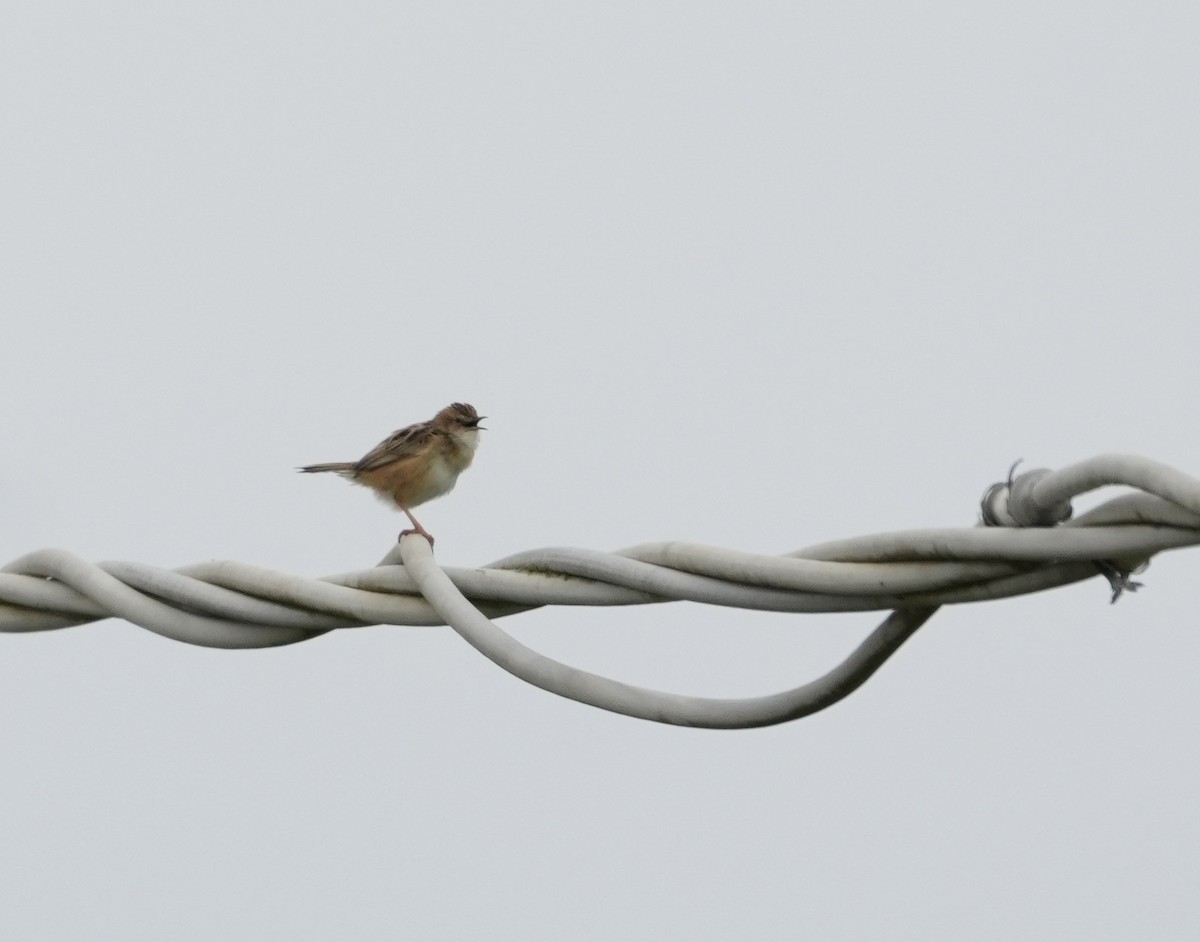 Zitting Cisticola - ML633220386