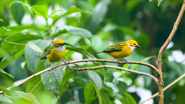Silver-throated Tanager - ML633220478