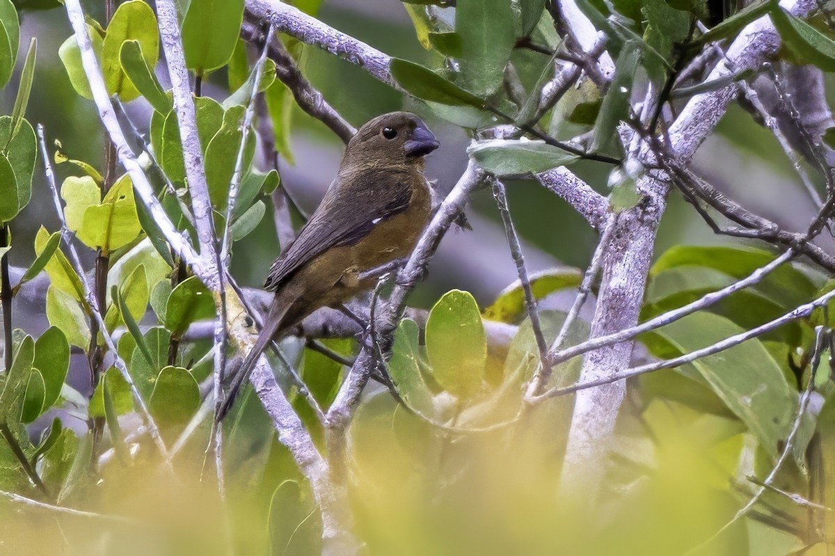 Chestnut-bellied Seed-Finch - Sandy & Bob Sipe