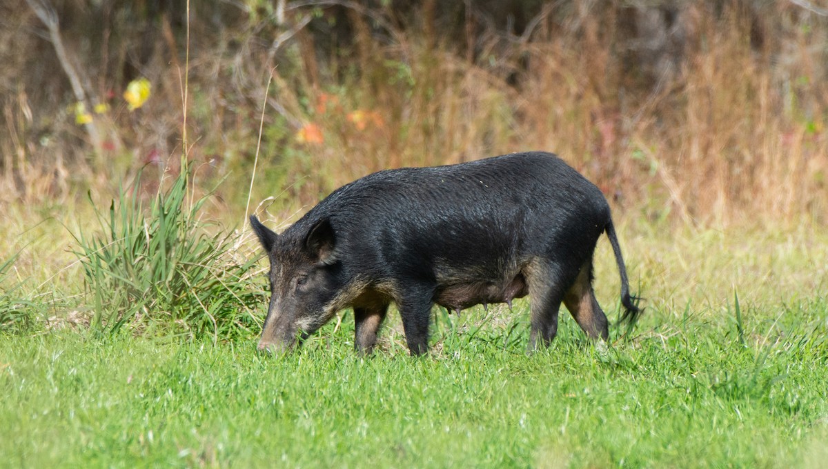 חזיר בר - ML633220726