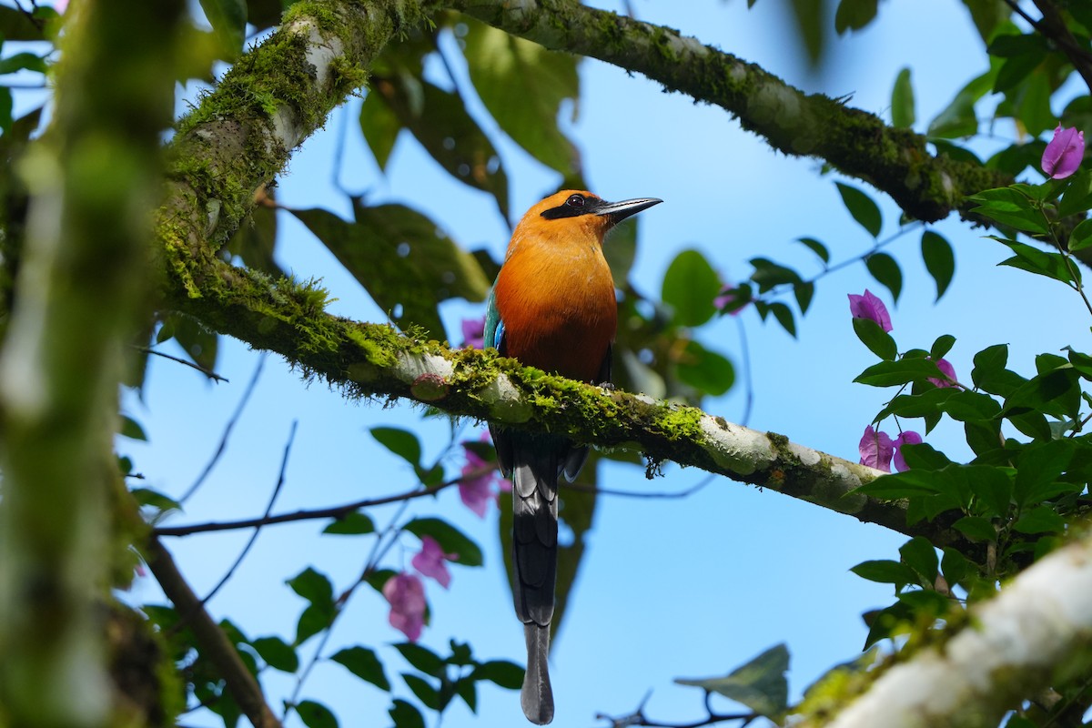 Rufous Motmot - ML633220834