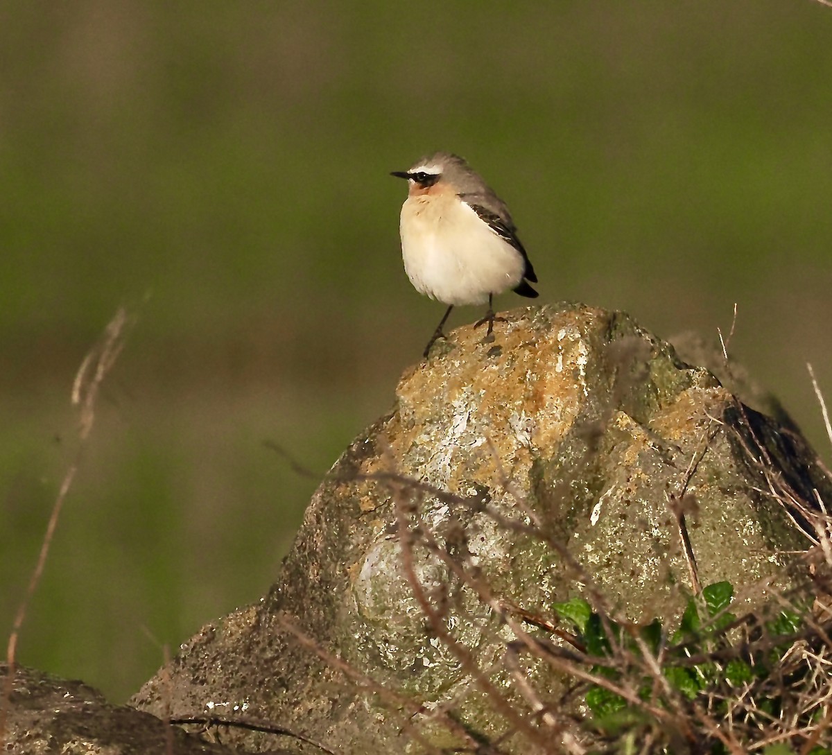 Northern Wheatear (Greenland) - ML633220960