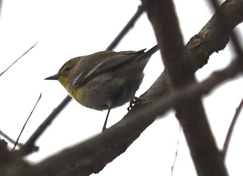 Pine Warbler - ML633221226