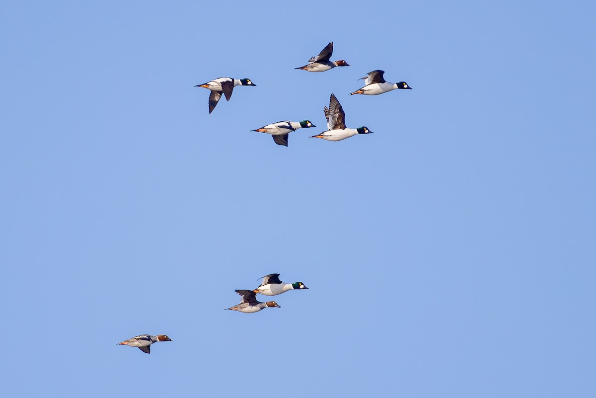 Common Goldeneye - ML633221238