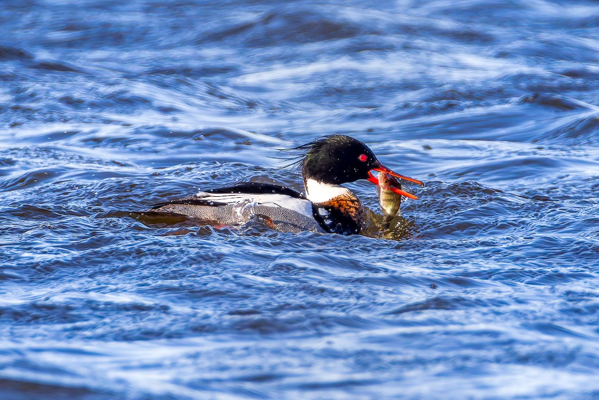 Red-breasted Merganser - ML633221247