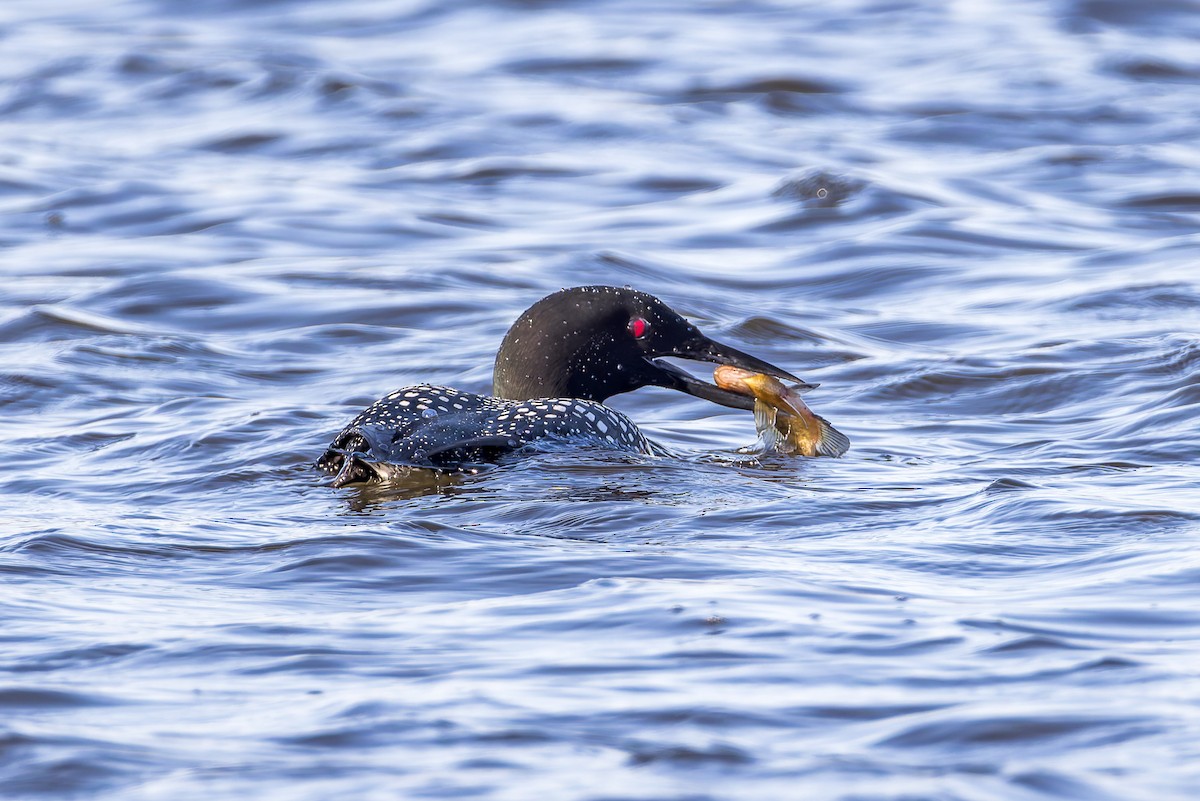 Common Loon - ML633221255