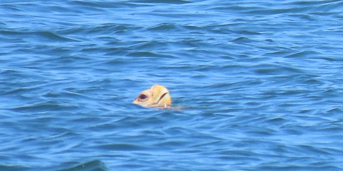 צב ים חום - ML633221262