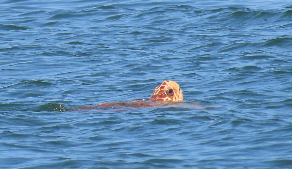 צב ים חום - ML633221263