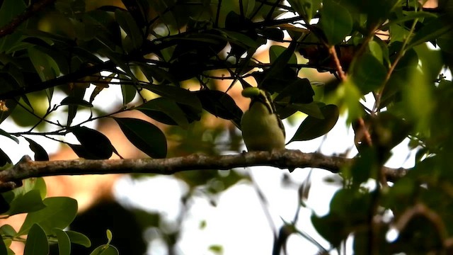 Yellow-throated Tinkerbird - ML633221274