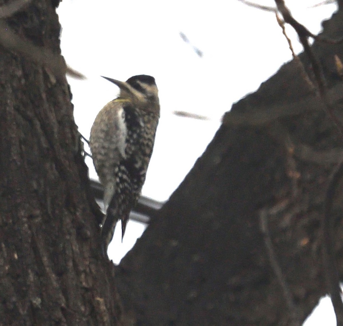 Yellow-bellied Sapsucker - ML633221280