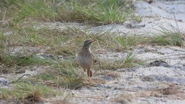 Long-legged Pipit - ML633221295