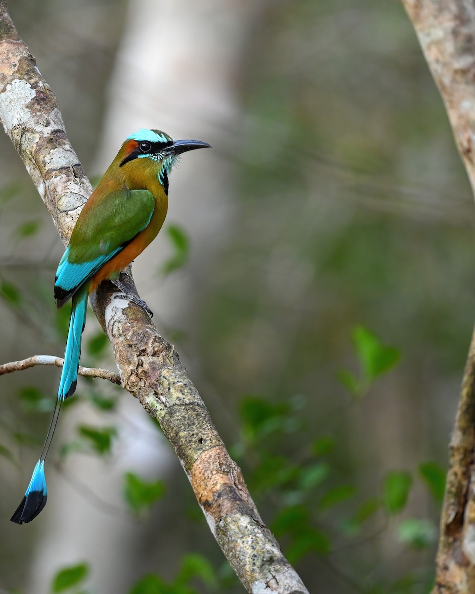 Turquoise-browed Motmot - ML633221309