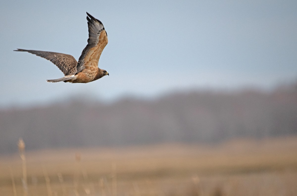 Busardo Chapulinero - ML633221346