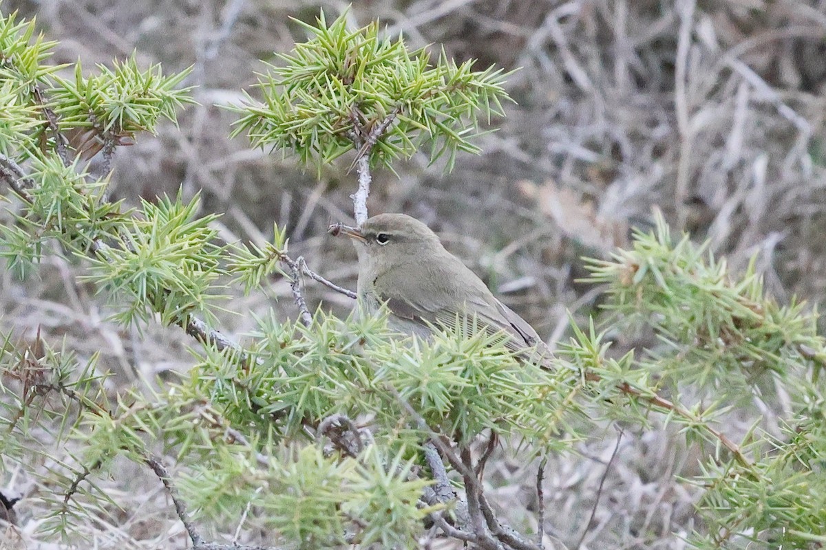 Mountain Chiffchaff (Caucasian) - ML633221429