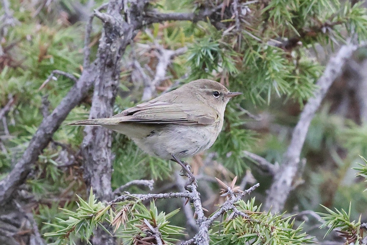 Mountain Chiffchaff (Caucasian) - ML633221430