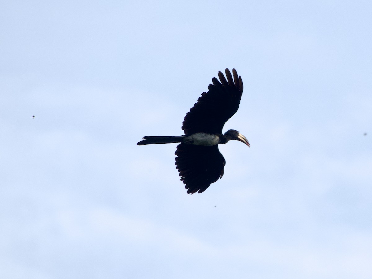 Congo Pied Hornbill - ML633221437