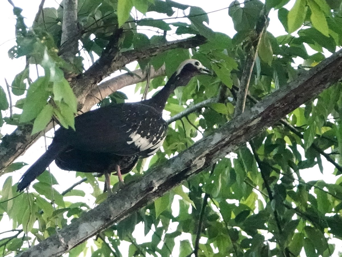 Blue-throated Piping-Guan - ML633221540