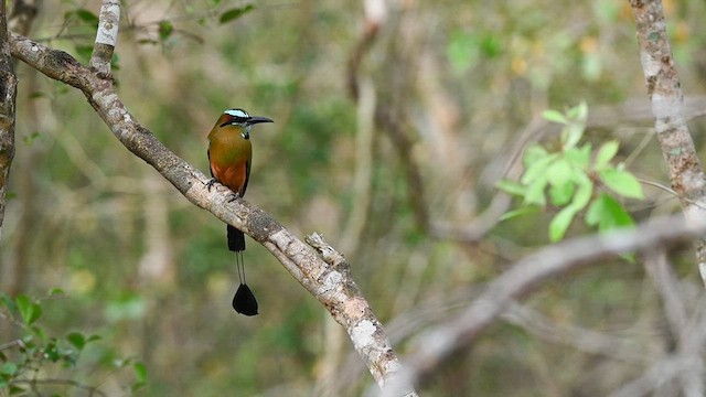 Turquoise-browed Motmot - ML633221560