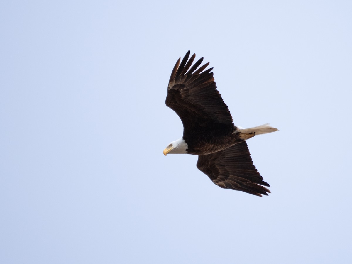 Bald Eagle - ML633221577