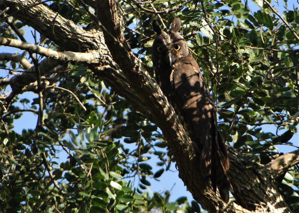 Hibou maître-bois - ML63322161