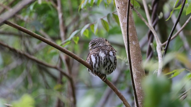 Collared Owlet - ML633221661