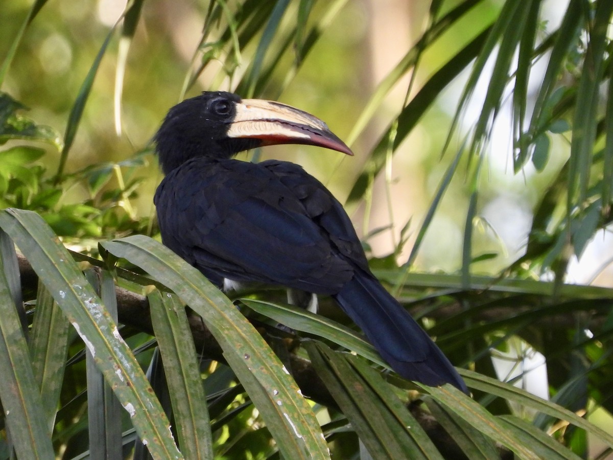 Congo Pied Hornbill - ML633221838