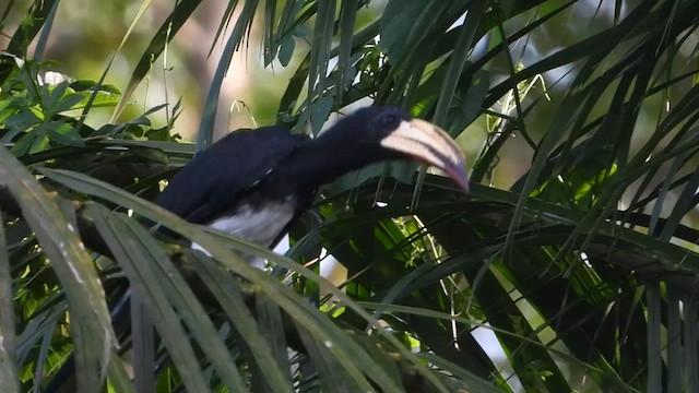 Congo Pied Hornbill - ML633221853