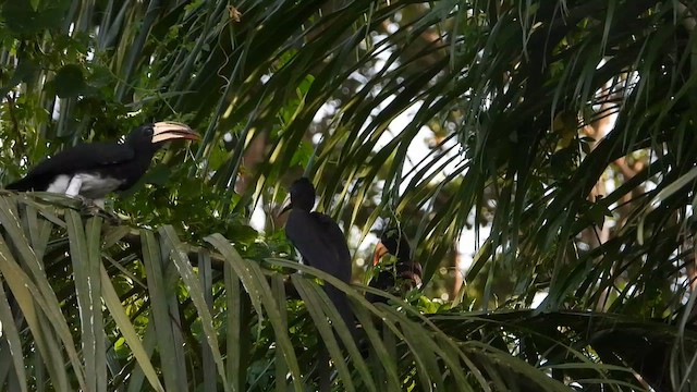 Congo Pied Hornbill - ML633221856