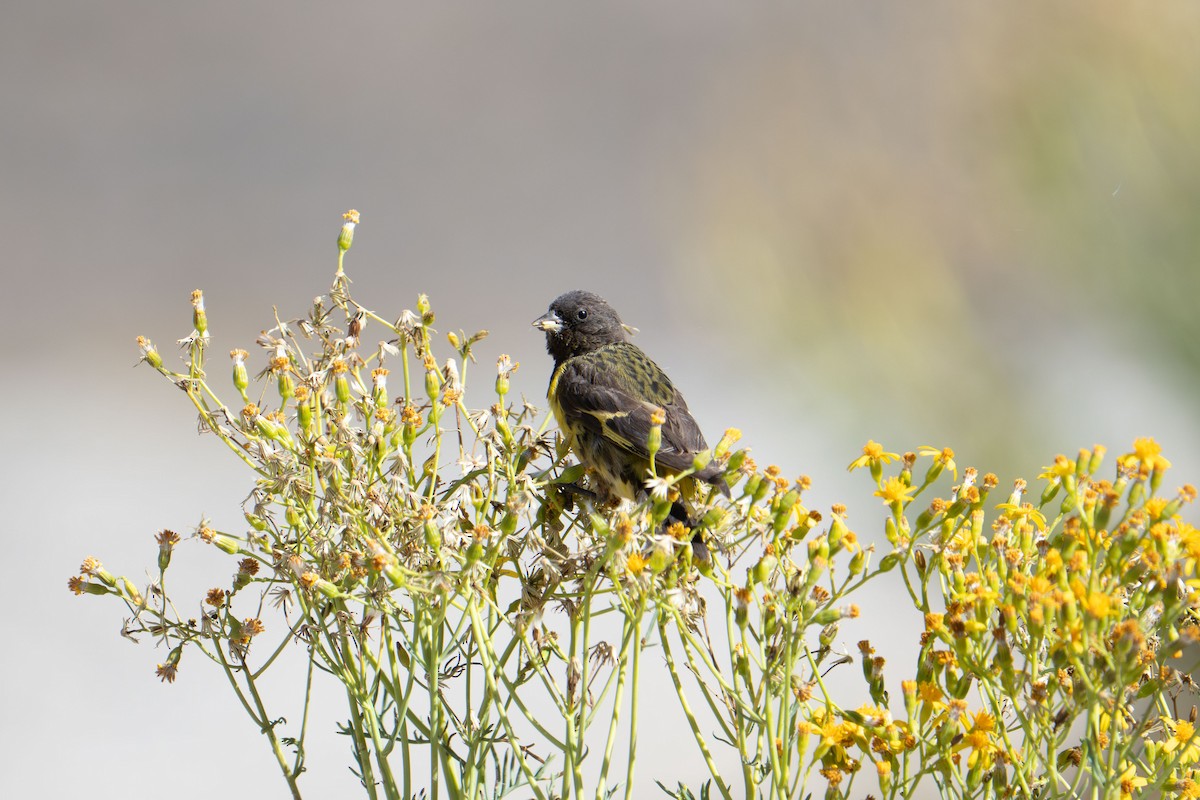 Yellow-rumped Siskin - ML633221945
