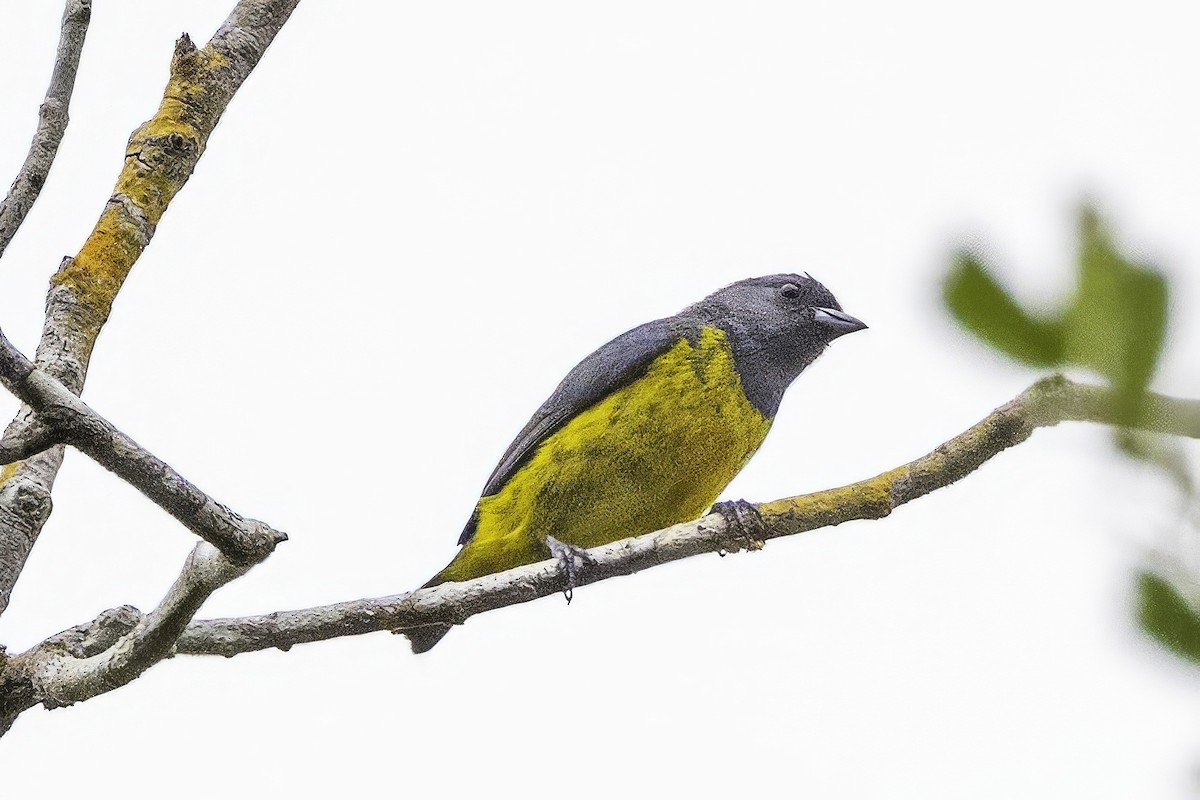 Plumbeous Euphonia - Sandy & Bob Sipe