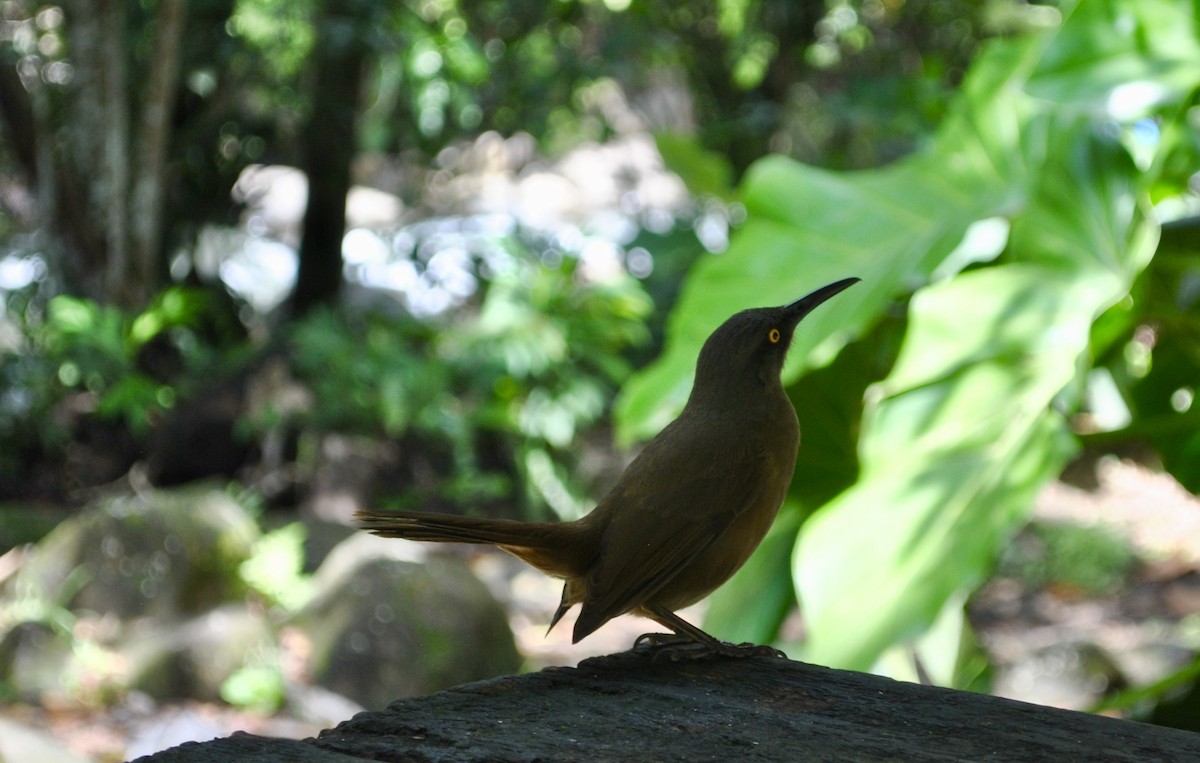 Brown Trembler - ML633222075