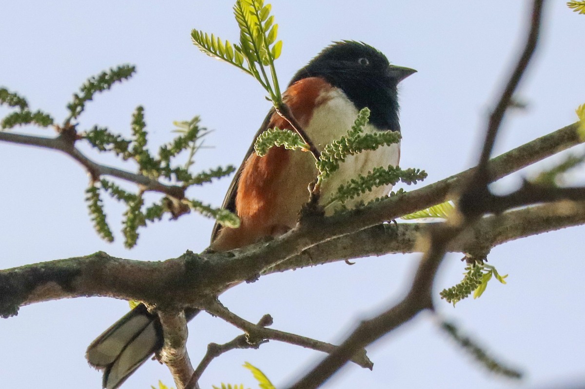 Eastern Towhee (White-eyed) - ML633222104