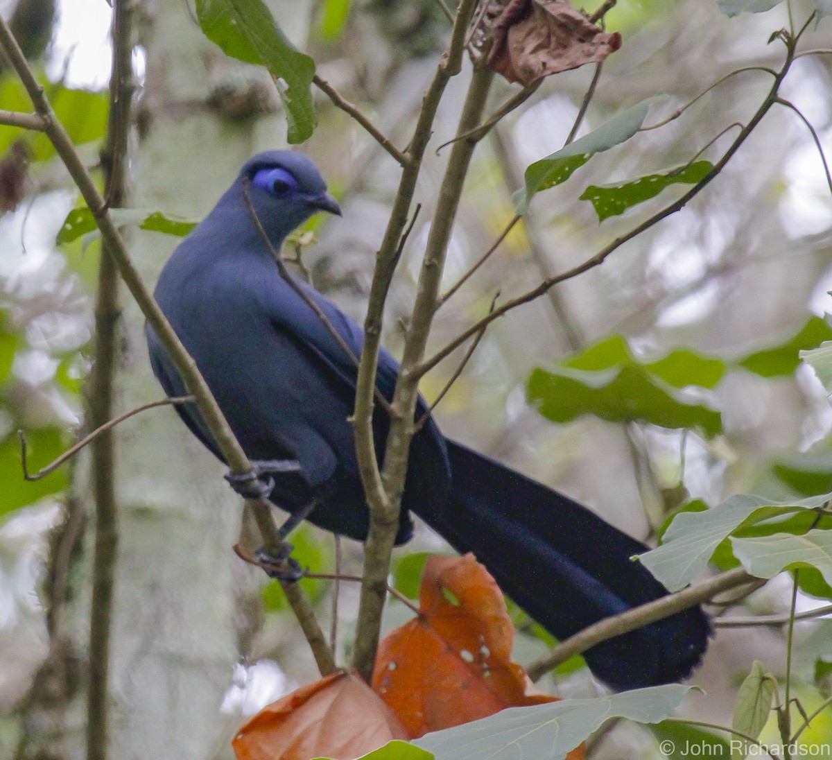 Blue Coua - ML633222147