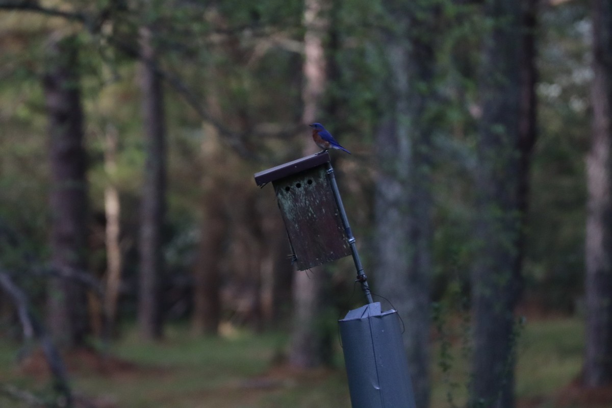 Eastern Bluebird - ML633222149